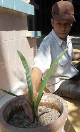 Vĩnh[-]Long:[-]Xôn[-]xao[-]cây[-]"lạ"[-]cho[-]hàng[-]vạn[-]quả